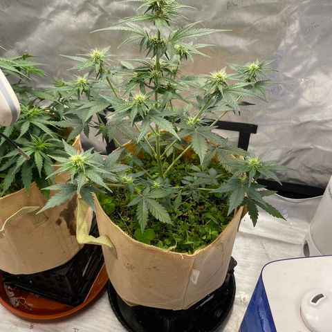 SLH 1 growlog timeline photo