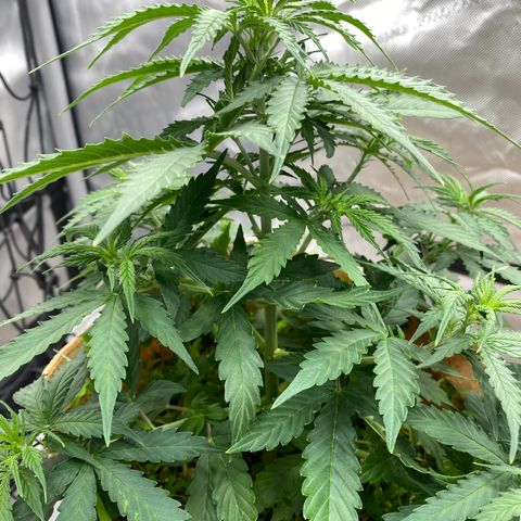 SLH 1 growlog timeline photo