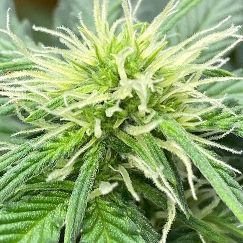 SLH 1 growlog timeline photo