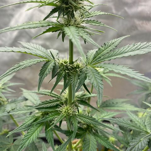 SLH 1 growlog timeline photo