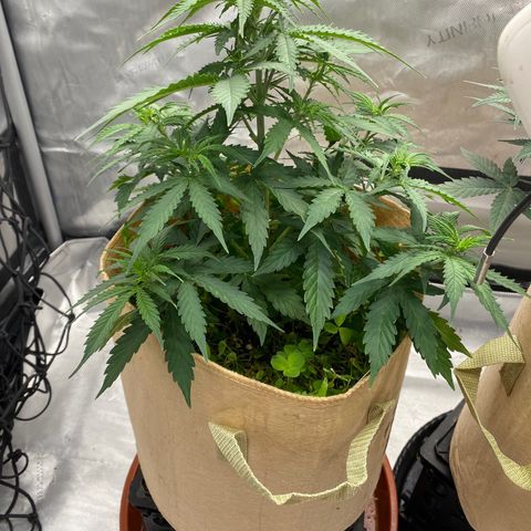SLH 1 growlog timeline photo