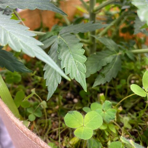 SLH 1 growlog timeline photo