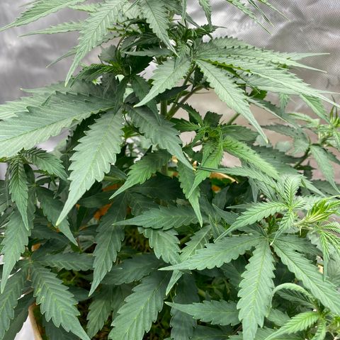 SLH 1 growlog timeline photo