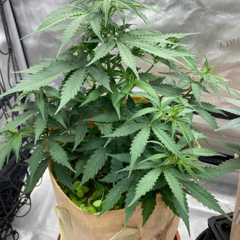 SLH 1 growlog timeline photo