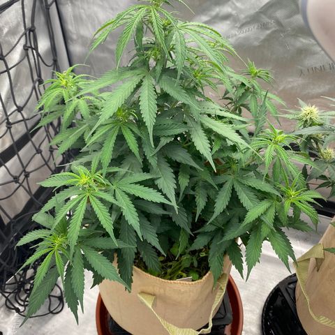 SLH 1 growlog timeline photo