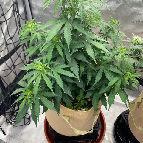 SLH 1 growlog timeline photo
