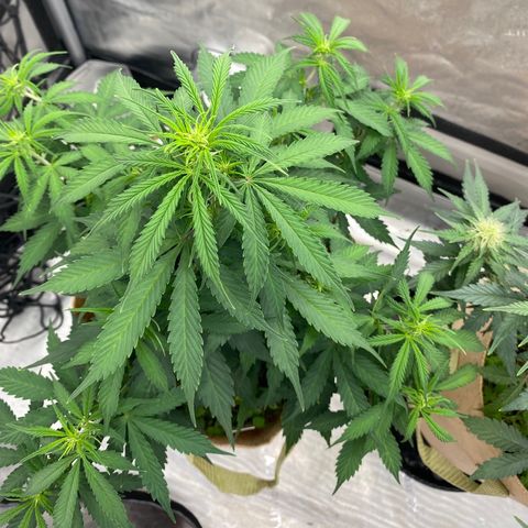SLH 1 growlog timeline photo