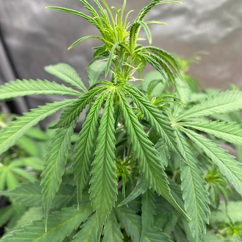 SLH 1 growlog timeline photo