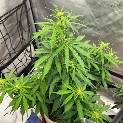 SLH 1 growlog timeline photo