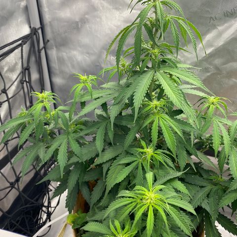 SLH 1 growlog timeline photo