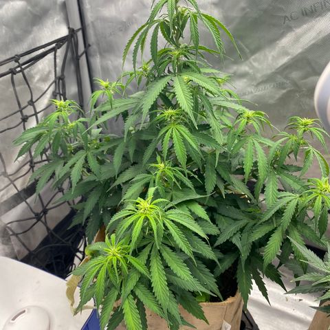 SLH 1 growlog timeline photo