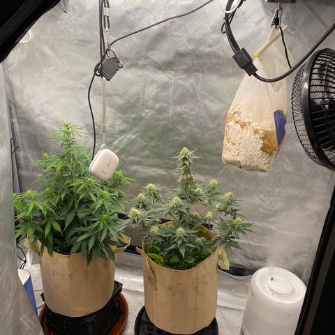 SLH 1 growlog timeline photo
