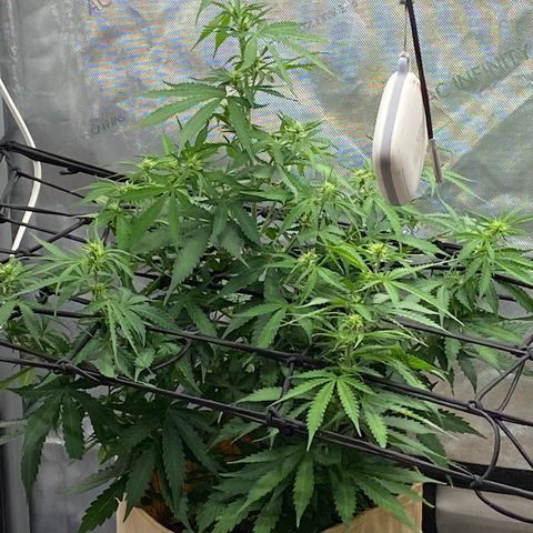 SLH 1 growlog timeline photo