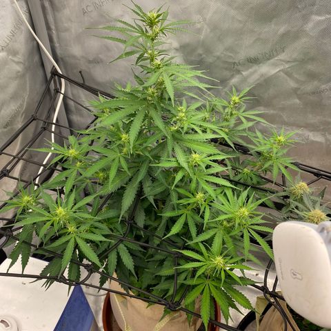 SLH 1 growlog timeline photo