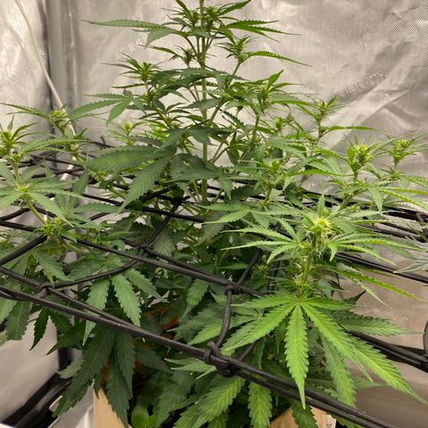 SLH 1 growlog timeline photo