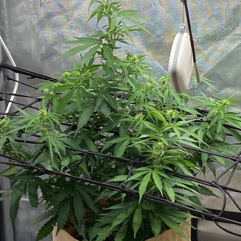 SLH 1 growlog timeline photo