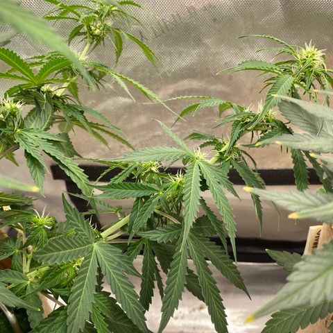 SLH 1 growlog timeline photo