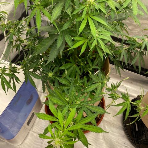 SLH 1 growlog timeline photo