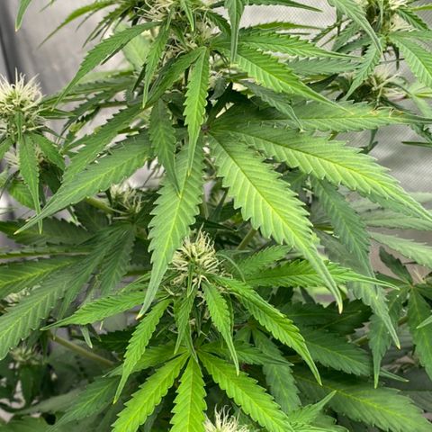 SLH 1 growlog timeline photo