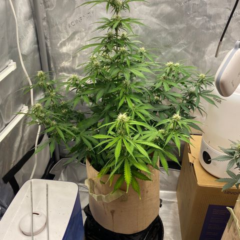 SLH 1 growlog timeline photo
