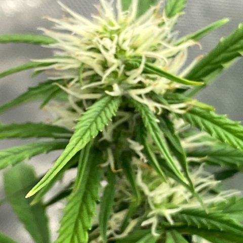 SLH 1 growlog timeline photo