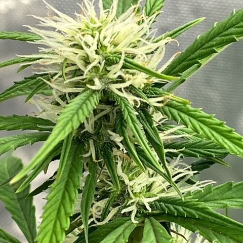 SLH 1 growlog timeline photo