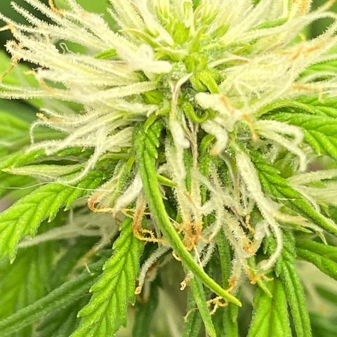 SLH 1 growlog timeline photo