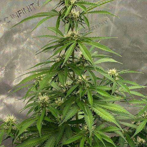 SLH 1 growlog timeline photo