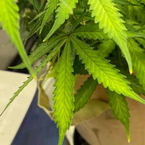 SLH 1 growlog timeline photo