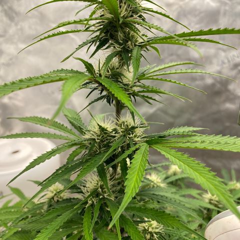 SLH 1 growlog timeline photo