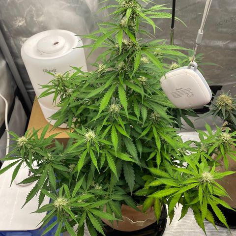 SLH 1 growlog timeline photo