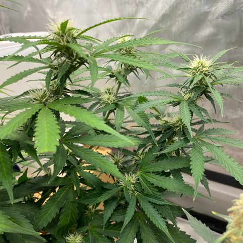 SLH 1 growlog timeline photo
