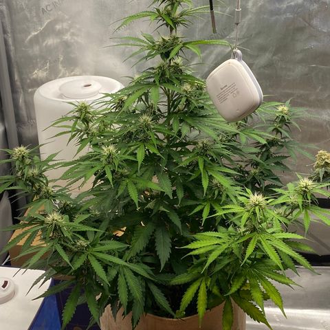SLH 1 growlog timeline photo