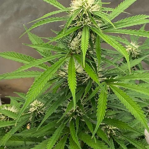 SLH 1 growlog timeline photo