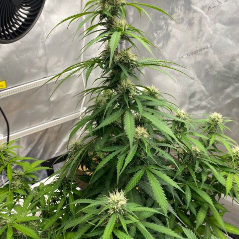 SLH 1 growlog timeline photo