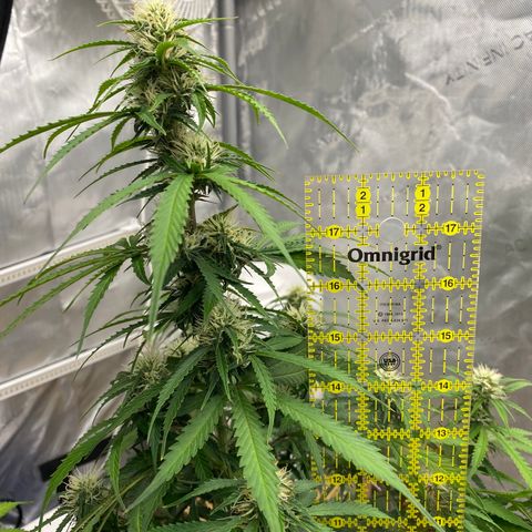 SLH 1 growlog timeline photo