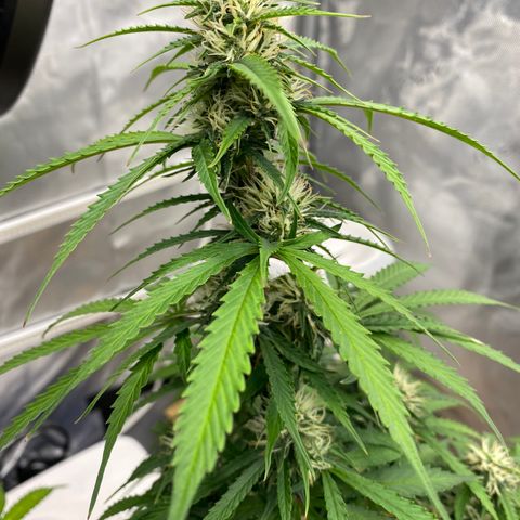 SLH 1 growlog timeline photo