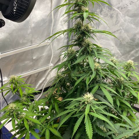 SLH 1 growlog timeline photo
