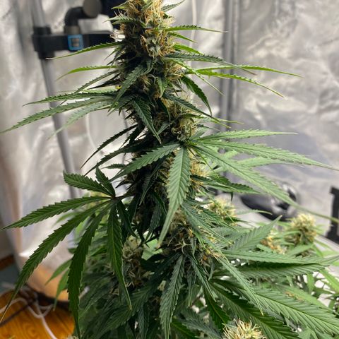 SLH 1 growlog timeline photo