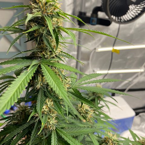 SLH 1 growlog timeline photo