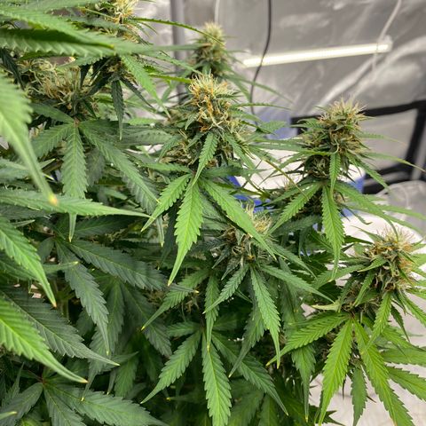 SLH 1 growlog timeline photo