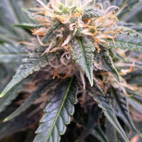 SLH 1 growlog timeline photo