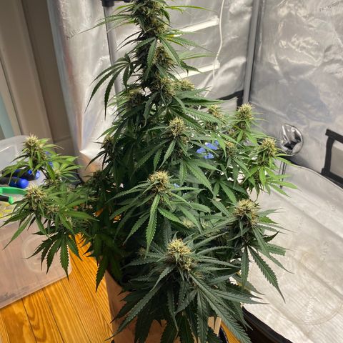 SLH 1 growlog timeline photo