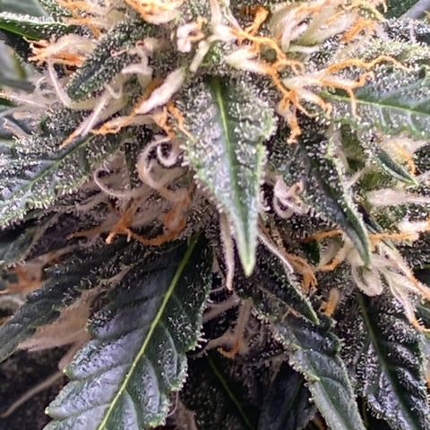 SLH 1 growlog timeline photo