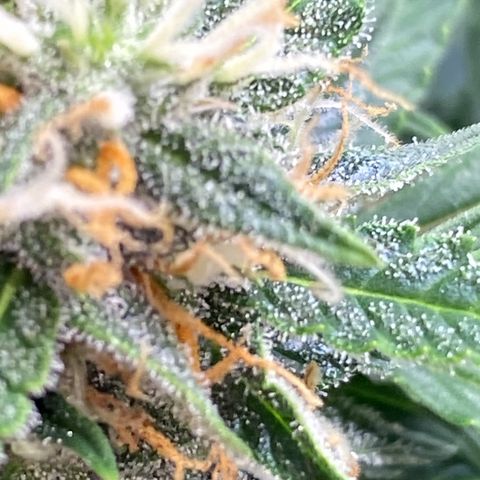 SLH 1 growlog timeline photo
