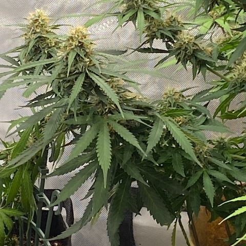 SLH 1 growlog timeline photo