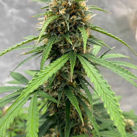 SLH 1 growlog timeline photo