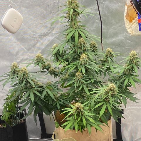 SLH 1 growlog timeline photo