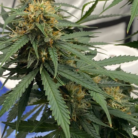 SLH 1 growlog timeline photo