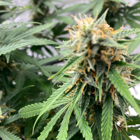 SLH 1 growlog timeline photo